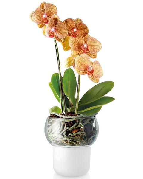 maceta con autorriego para orquídeas