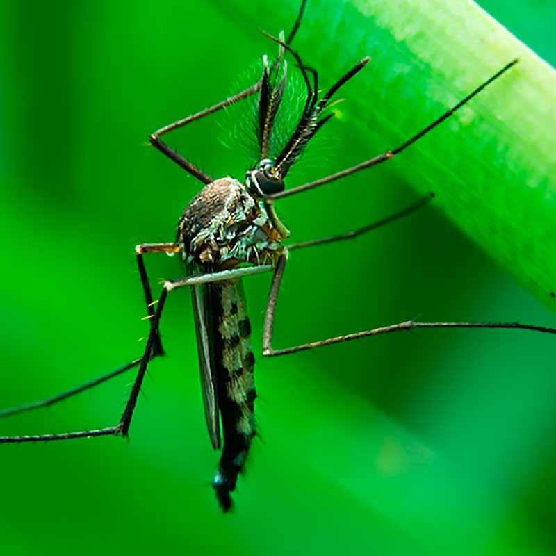Guardería estómago Inocente 12 lugares de tu casa en los que se esconden los mosquitos