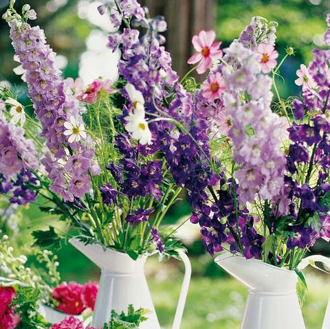Lilas en flor