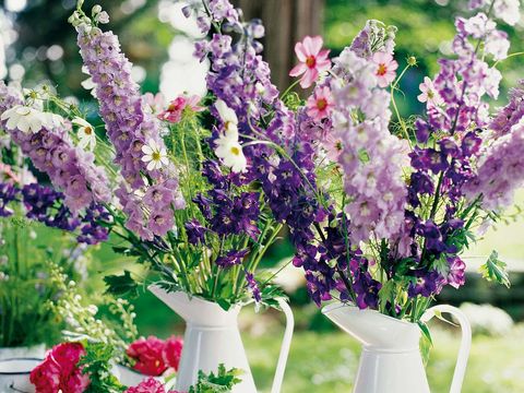 Cómo cuidar las lilas: características, riego, cuidados