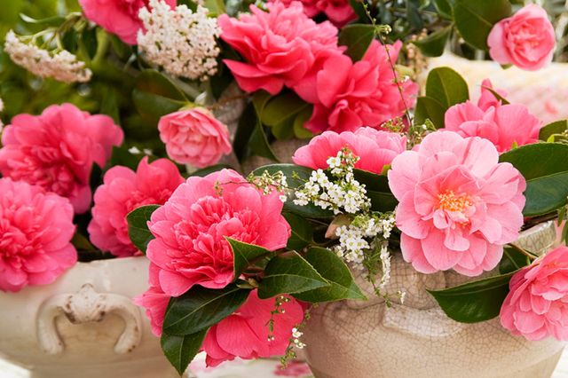 Enviar peor anillo Flores bonitas que deberías tener en tu jardín