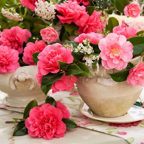 Petal, Flower, Flowerpot, Pink, Serveware, Flowering plant, Artifact, Cut flowers, Rose family, Flower Arranging, 