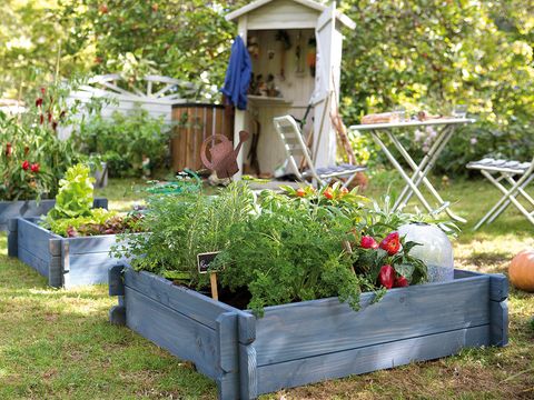Plant, Garden, Vegetable, Shrub, Squash, Groundcover, Herb, Pumpkin, Produce, Outdoor table, 