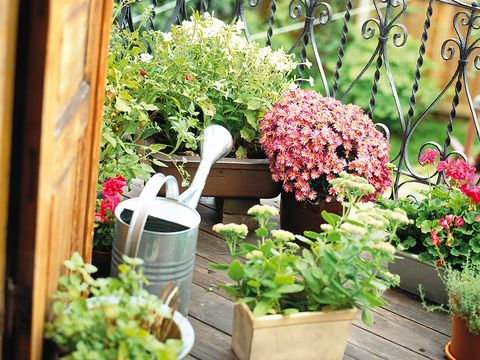 Flowerpot, Plant, Flower, Interior design, Garden, Shrub, Houseplant, Herb, Annual plant, Flowering plant, 