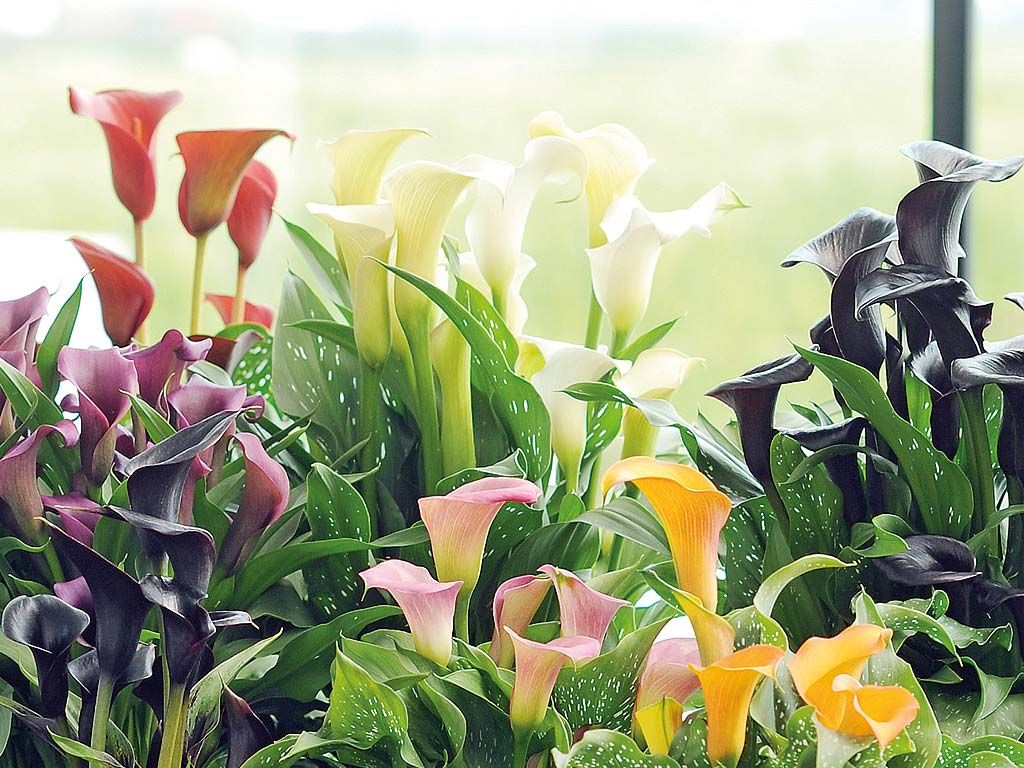 Qué hacer en el jardín en mayo: 10 tareas de jardinería