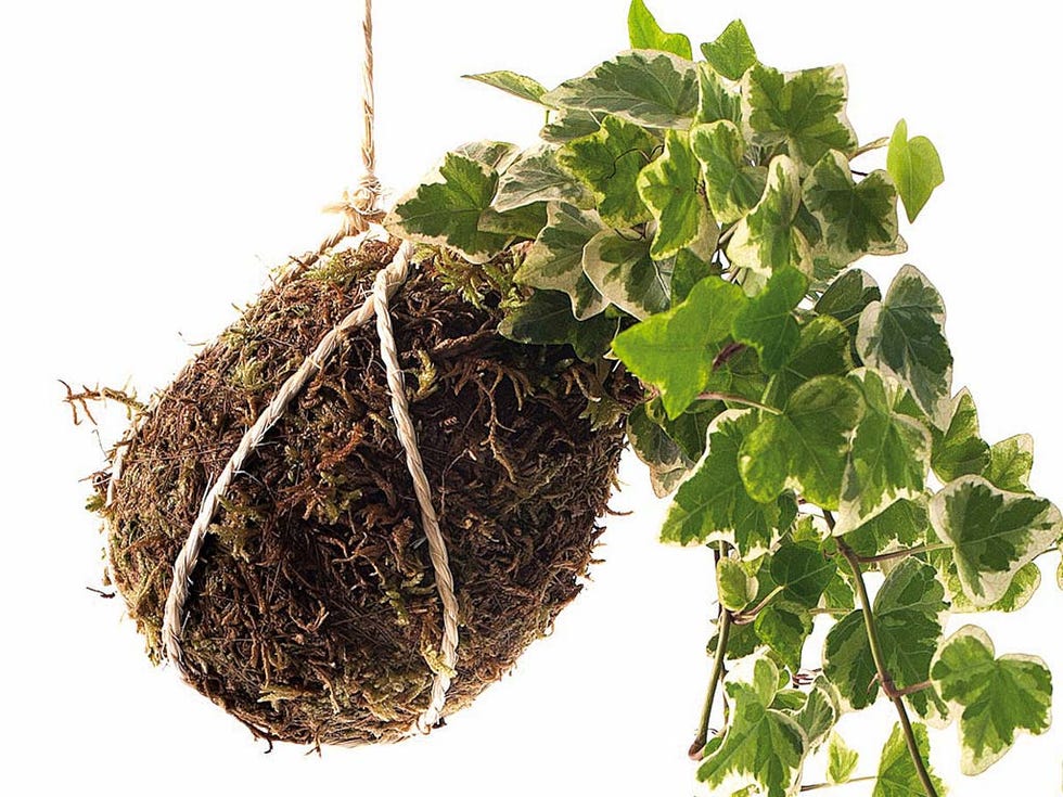 kokedama colgante