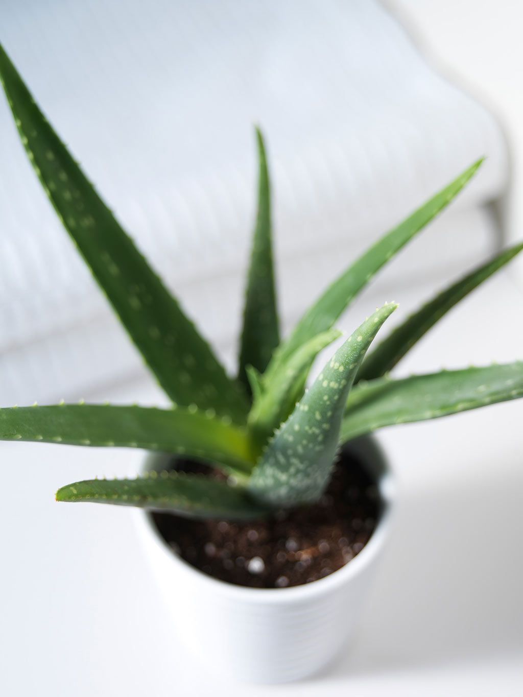 Aloe Vera Una Planta Para El Jardn O Interiores Consumer