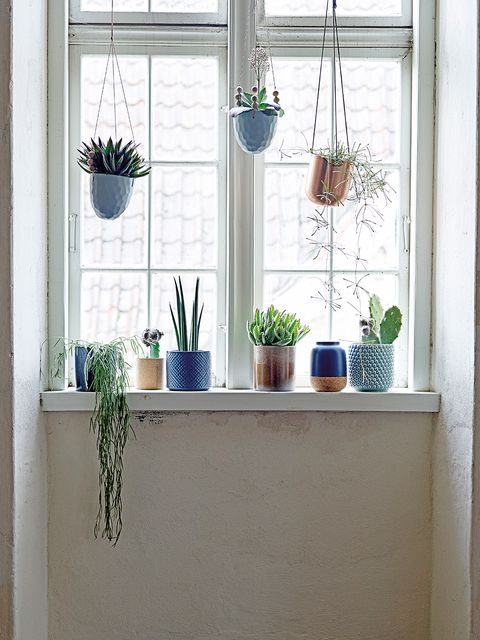 Plant, Flowerpot, Wall, Interior design, Interior design, Fixture, Azure, Houseplant, Majorelle blue, Window treatment, 