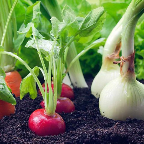 Natural foods, Ingredient, Vegan nutrition, Produce, Whole food, Vegetable, Local food, Botany, Root vegetable, Flowering plant, 