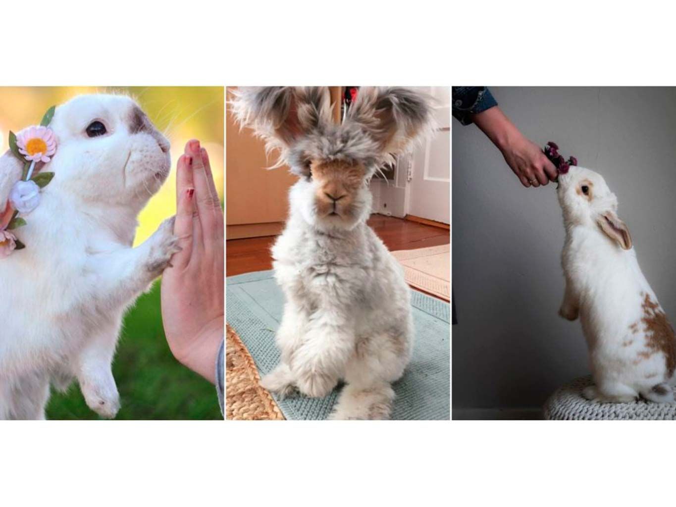 Plunder Bunny Instagram