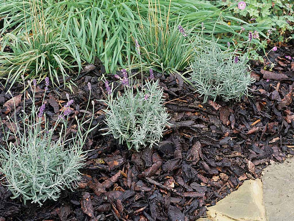 Plant community, Terrestrial plant, Subshrub, Groundcover, Shrub, Annual plant, Herbaceous plant, Perennial plant, Shrubland, Forb, 