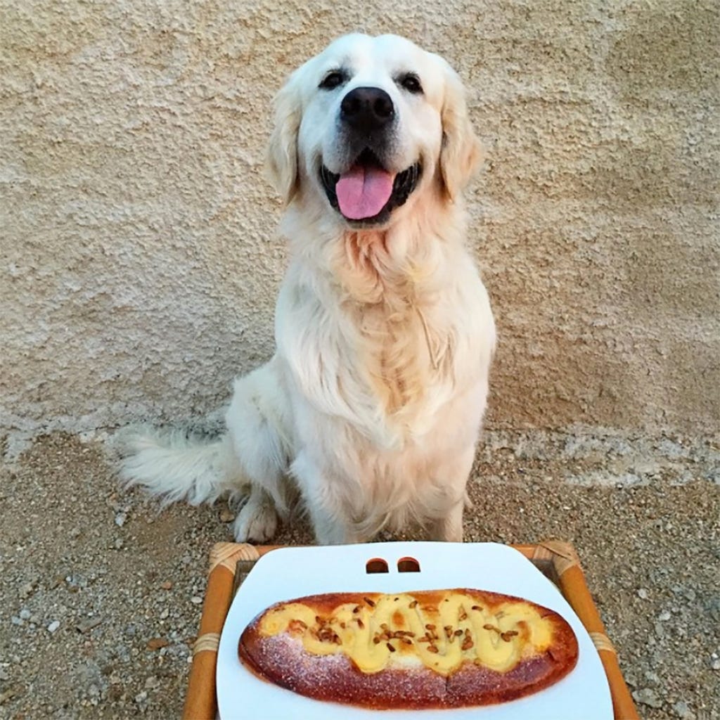 Dog, Canidae, Golden retriever, Dog breed, Food, Retriever, Cuisine, Sporting Group, Carnivore, Dish, 
