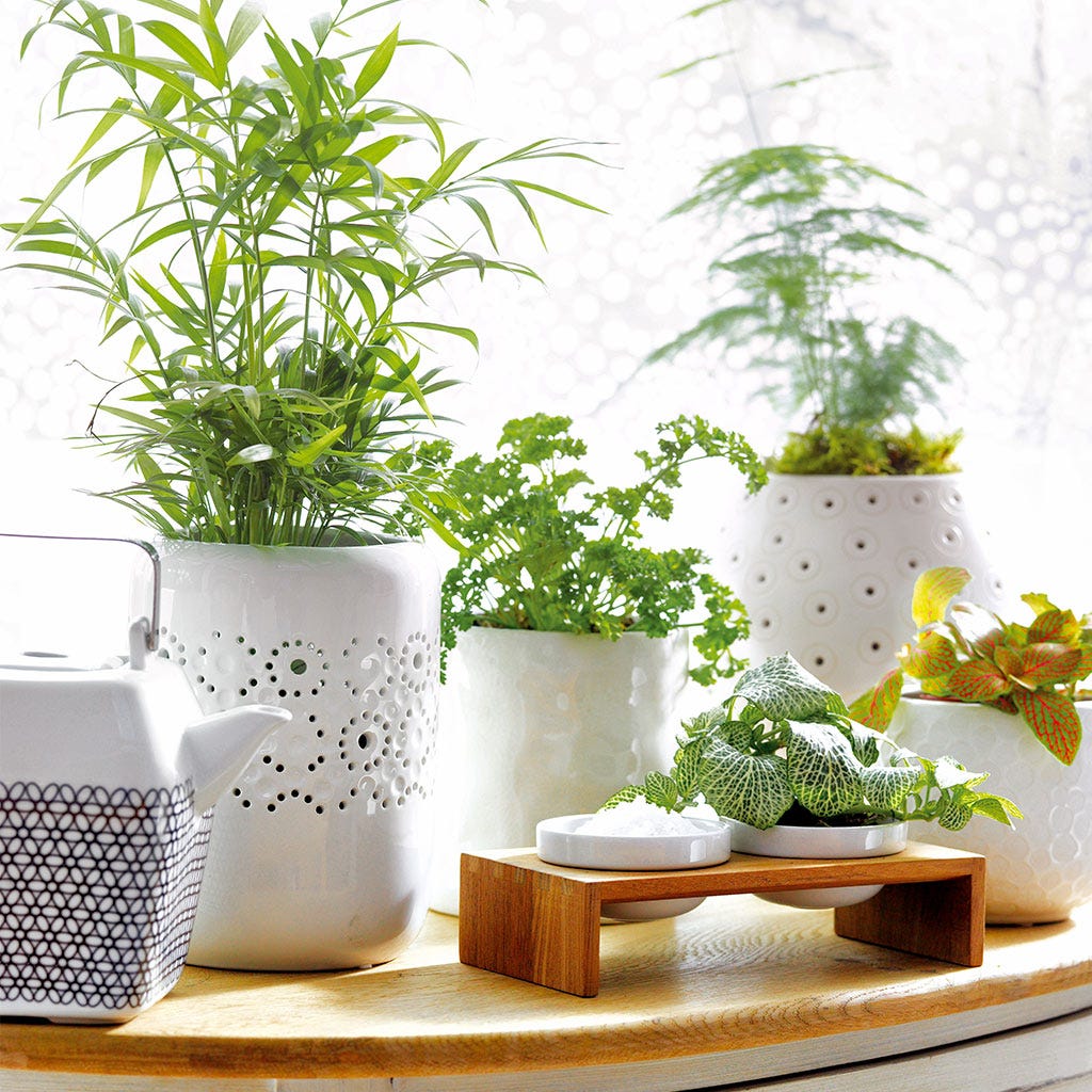 salón con plantas