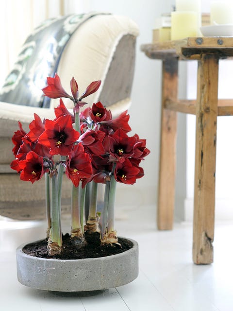 hippeastrum o amarillys