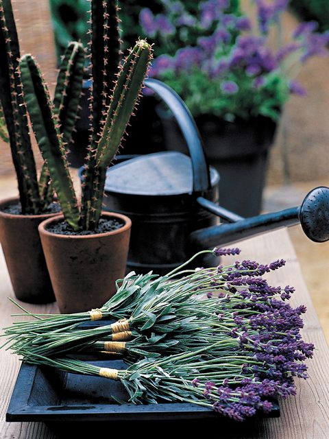 Flowerpot, Purple, Lavender, Terrestrial plant, Violet, Houseplant, Thorns, spines, and prickles, Flowering plant, Brush, Cactus, 