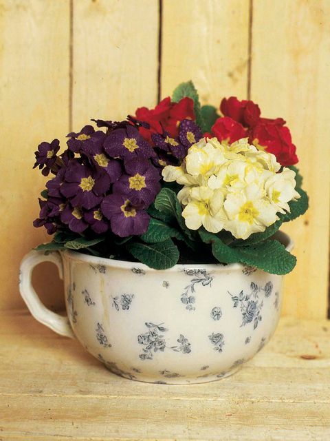 Serveware, Flower, Petal, Dishware, Ceramic, Porcelain, Floral design, Cup, Flower Arranging, Flowering plant, 