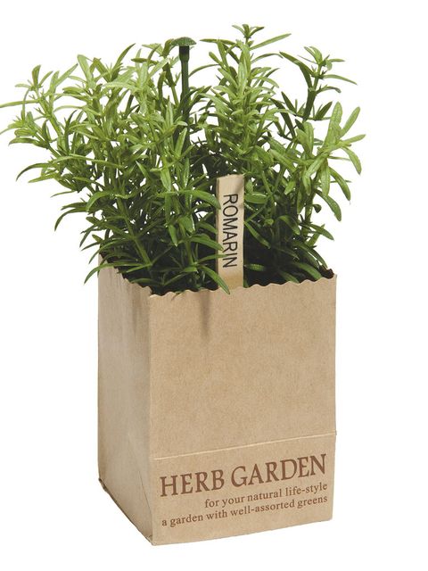 Plant stem, Houseplant, Herb, Annual plant, Flowerpot, 