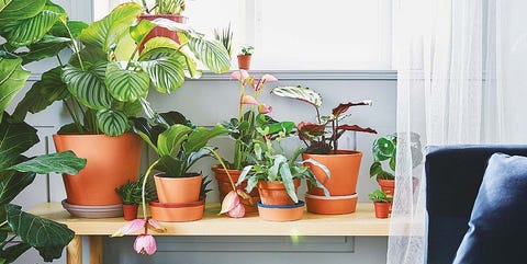 Banco de madera con plantas de interior: Macetas Ingefära, de Ikea banco de madera con plantas de interior macetas ingefära, de ikea