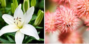 Flower, Flowering plant, Plant, Petal, Lily, Terrestrial plant, Adaptation, Wildflower, Lily family, Amaryllis belladonna, 