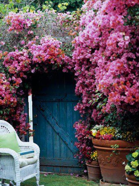 Flowerpot, Flower, Shrub, Door, Pink, Petal, Garden, Botany, Houseplant, Groundcover, 