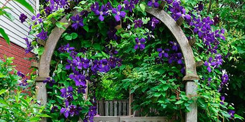 Arch, Green, Architecture, Flower, Plant, Purple, Botany, Gate, Spring, Garden, 