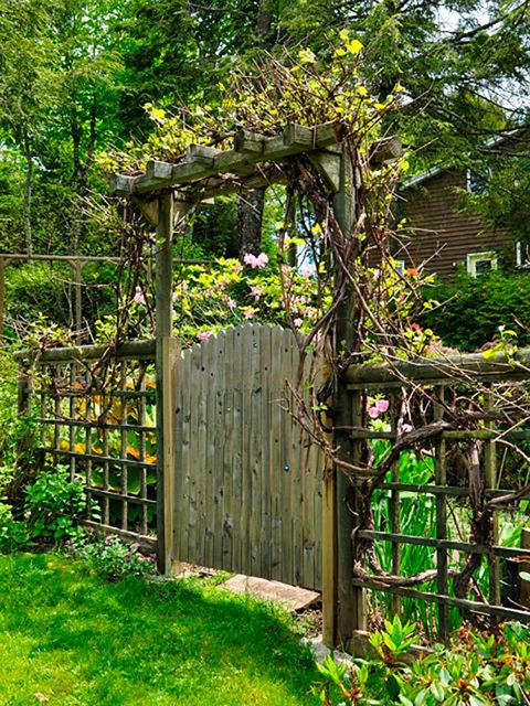 Wood, Plant, Shrub, Garden, Groundcover, Home fencing, Gate, Backyard, Yard, Fence, 