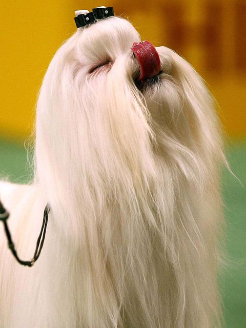 hair, dog, canidae, dog breed, companion dog, hairstyle, long hair, löwchen, carnivore, snout,