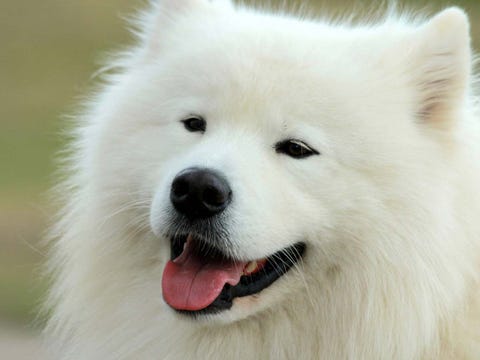 dog, mammal, vertebrate, dog breed, canidae, samoyed, carnivore, japanese spitz, german spitz mittel, volpino italiano,