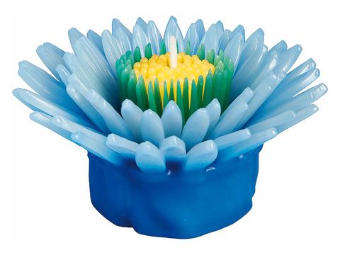 Blue, Flower, Colorfulness, Aquatic plant, Turquoise, Aqua, Flowering plant, Still life photography, Annual plant, Graphics, 