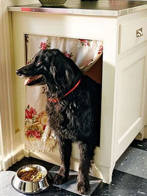 Dog, Canidae, Dog breed, Sporting Group, Carnivore, Door, Companion dog, Flat-coated retriever, 