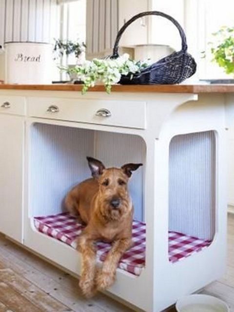 Shelf, Product, Room, Table, Canidae, Kitchen, Furniture, Dog, Home, Door, 