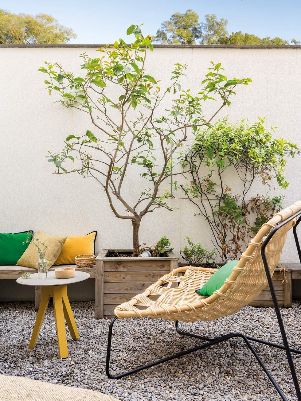Green, Furniture, Table, Tree, Yellow, Branch, Room, Interior design, Chair, Plant, 