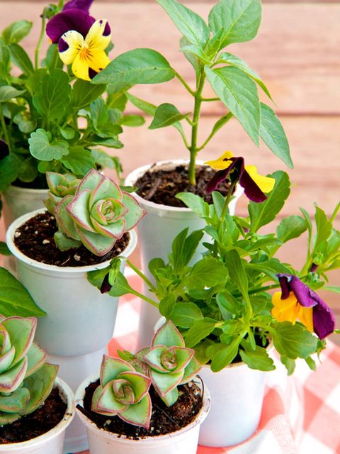 Flowerpot, Plant, Leaf, Petal, Flower, Interior design, Houseplant, Botany, Terrestrial plant, Flowering plant, 