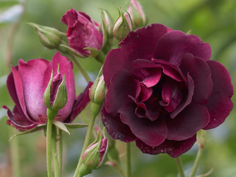 Petal, Flower, Red, Magenta, Pink, Botany, Flowering plant, Purple, Colorfulness, Maroon, 