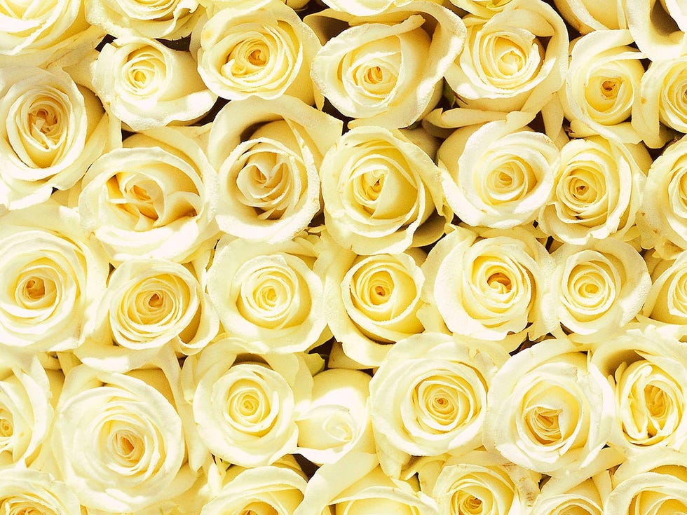 Petal, Yellow, Flower, Flowering plant, Floristry, Bouquet, Amber, Cut flowers, Rose family, Rose, 