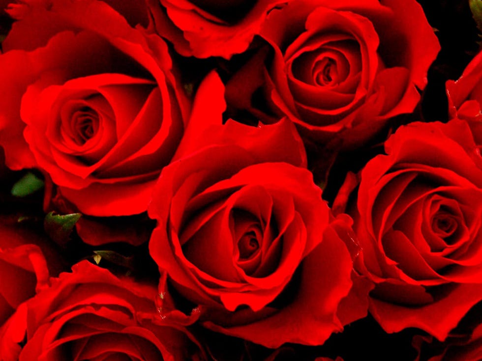 Petal, Flower, Red, Flowering plant, Colorfulness, Rose family, Carmine, Still life photography, Rose order, Close-up, 