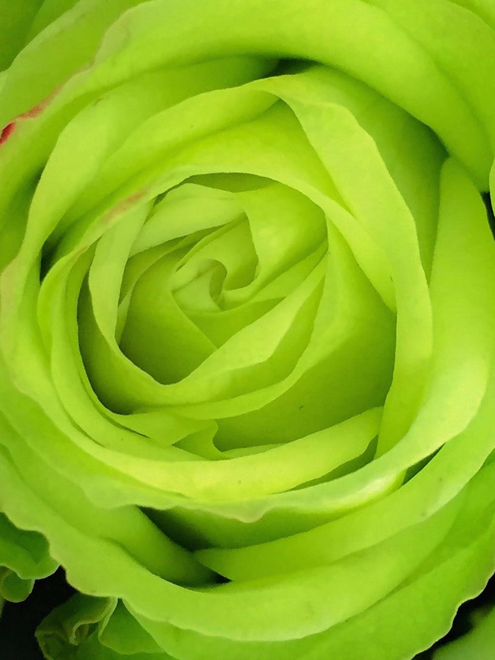 Green, Yellow, Flower, Leaf, Petal, Colorfulness, Flowering plant, Botany, Rose family, Rose order, 