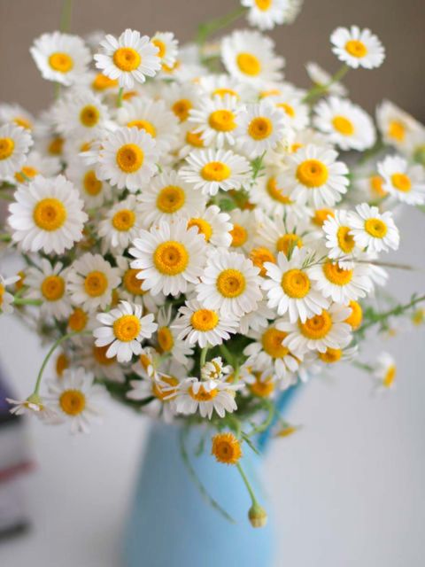 Flower, mayweed, Cut flowers, Oxeye daisy, Chamaemelum nobile, chamomile, Daisy, camomile, Marguerite daisy, Bouquet, 