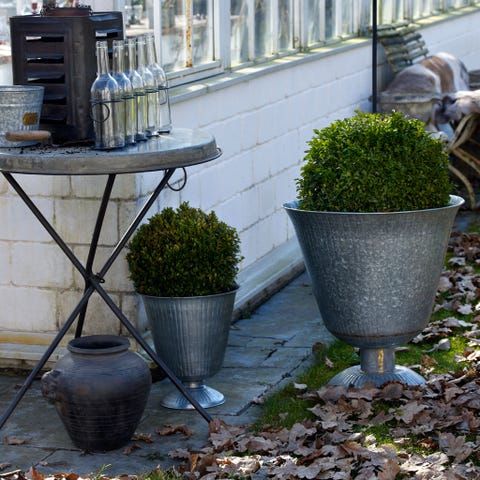 Flowerpot, Interior design, Shrub, Houseplant, Groundcover, Annual plant, Herb, Subshrub, 