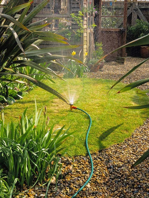 Grass, Garden, Botany, Terrestrial plant, Grass family, Flowering plant, Shrub, Yard, Backyard, Plantation, 