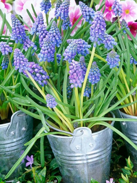 Blue, Plant, Flower, Flowerpot, Purple, grape hyacinth, Majorelle blue, Lavender, Flowering plant, Violet, 