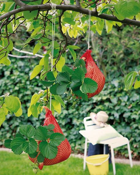 Leaf, Woody plant, Botany, Produce, Coquelicot, Fruit tree, Fruit, Outdoor furniture, Birch family, 