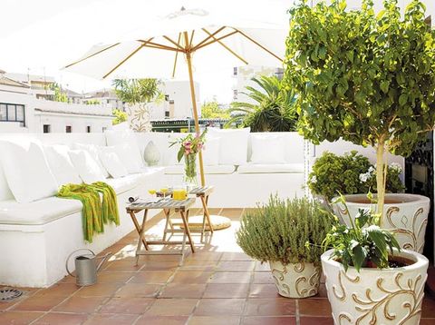 Plant, Flowerpot, Couch, Interior design, Outdoor furniture, Garden, Houseplant, Pillow, Armrest, Coffee table, 