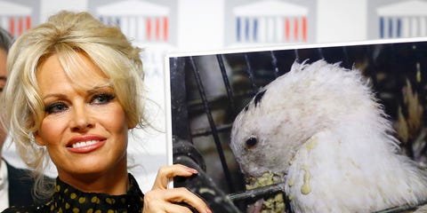 Nose, Bird, Hand, Parrot, Eyelash, Beak, Cockatoo, Blond, Makeover, Sulphur-crested cockatoo, Nose, Bird, Hand, Parrot, Eyelash, Beak, Cockatoo, Blond, Makeover, Sulphur-crested cockatoo,