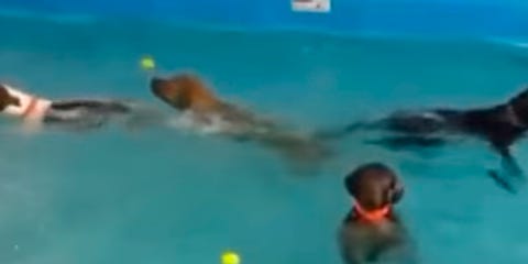 Fluid, Fun, Recreation, Liquid, Water, Leisure, Aqua, Swimming pool, Summer, Muscle, Fluid, Fun, Recreation, Liquid, Water, Leisure, Aqua, Swimming pool, Summer, Muscle,