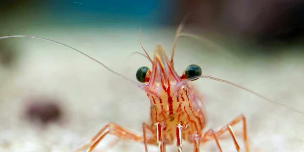 Cómo las gambas podrían salvar el planeta