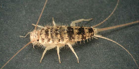 qué esconde el estómago de estos insectos