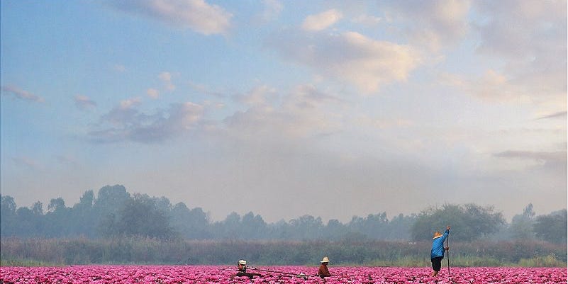 Tras diez años, vuelven a florecer los lotos en Tailandia