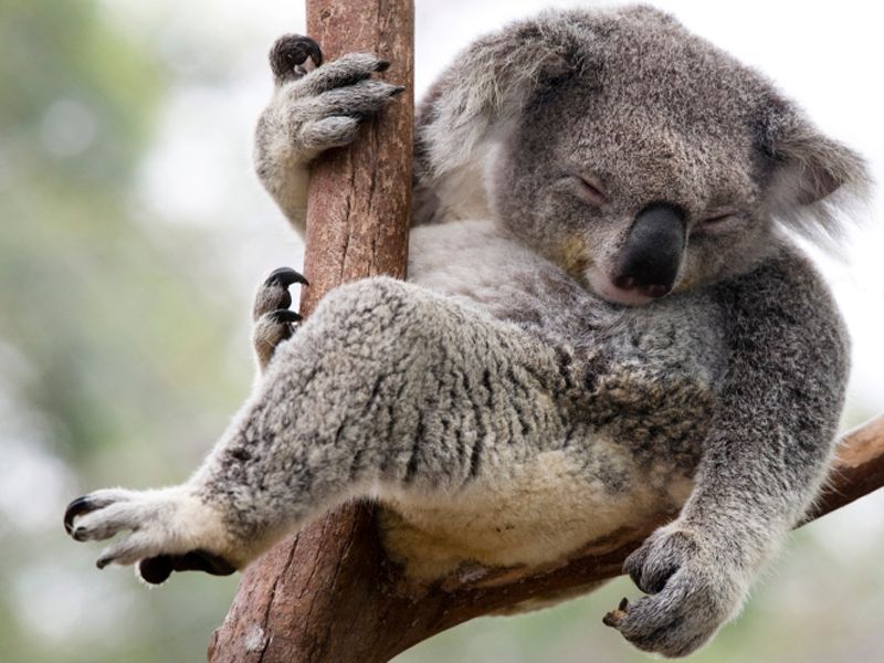 Los 10 animales que más duermen