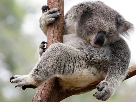 Koala, Mammal, Vertebrate, Terrestrial animal, Marsupial, Snout, Adaptation, Organism, Wildlife, 